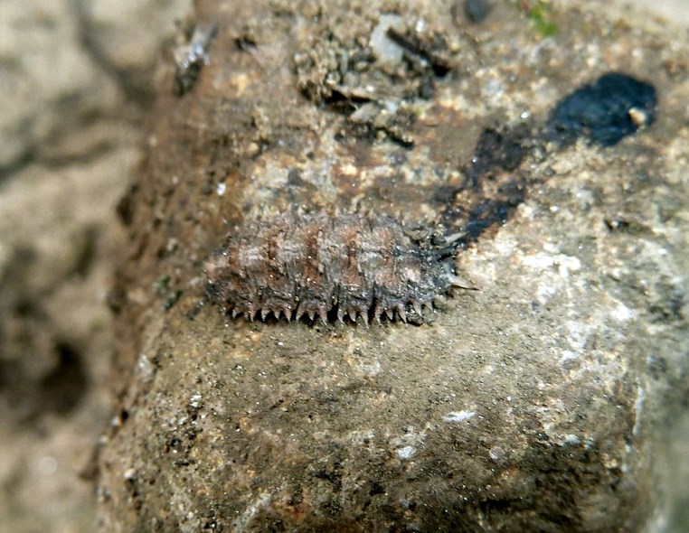 Larva di Dasysyrphus (Syrphidae)